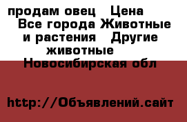  продам овец › Цена ­ 100 - Все города Животные и растения » Другие животные   . Новосибирская обл.